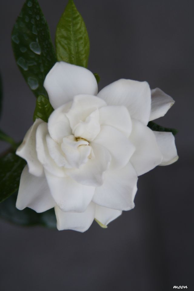gardenia